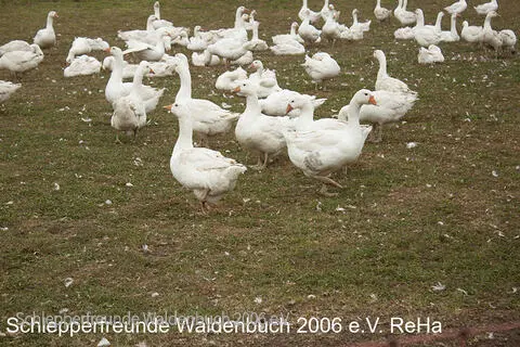 Schleppertreff160.jpg
