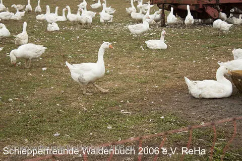 Schleppertreff161.jpg